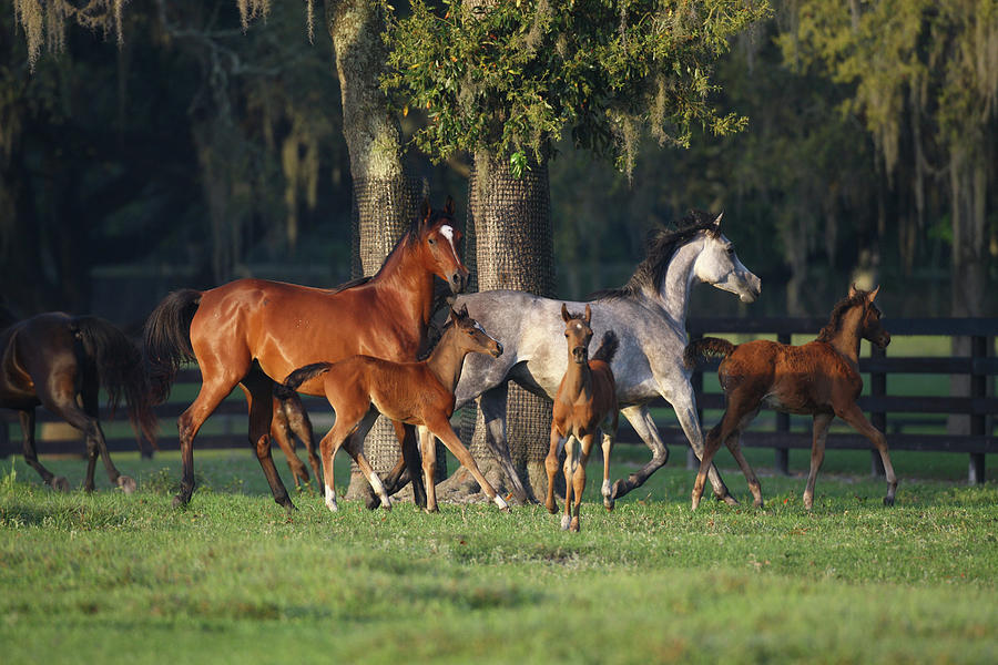 Animal Photograph - Hennessy Arabians 007 by Bob Langrish