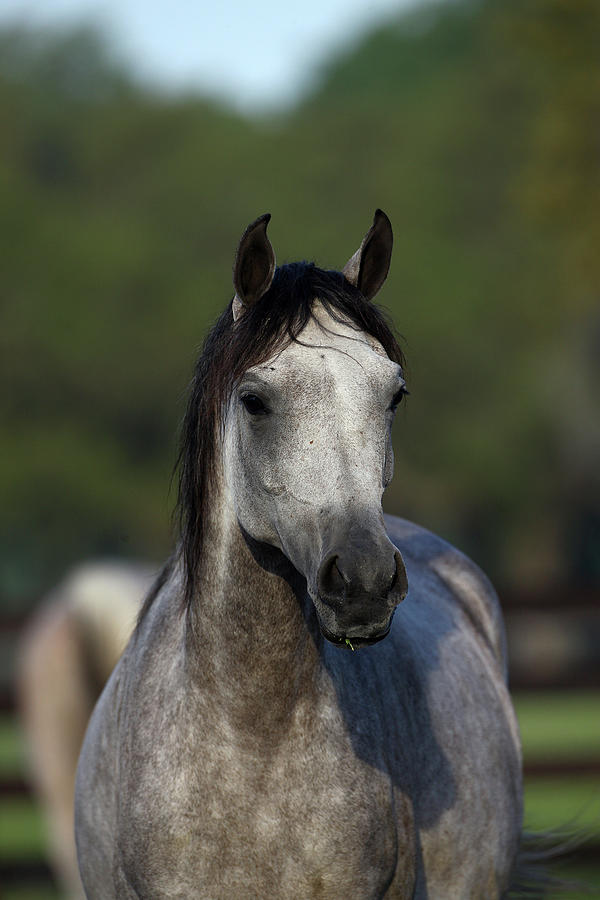 Animal Photograph - Hennessy Arabians 010 by Bob Langrish