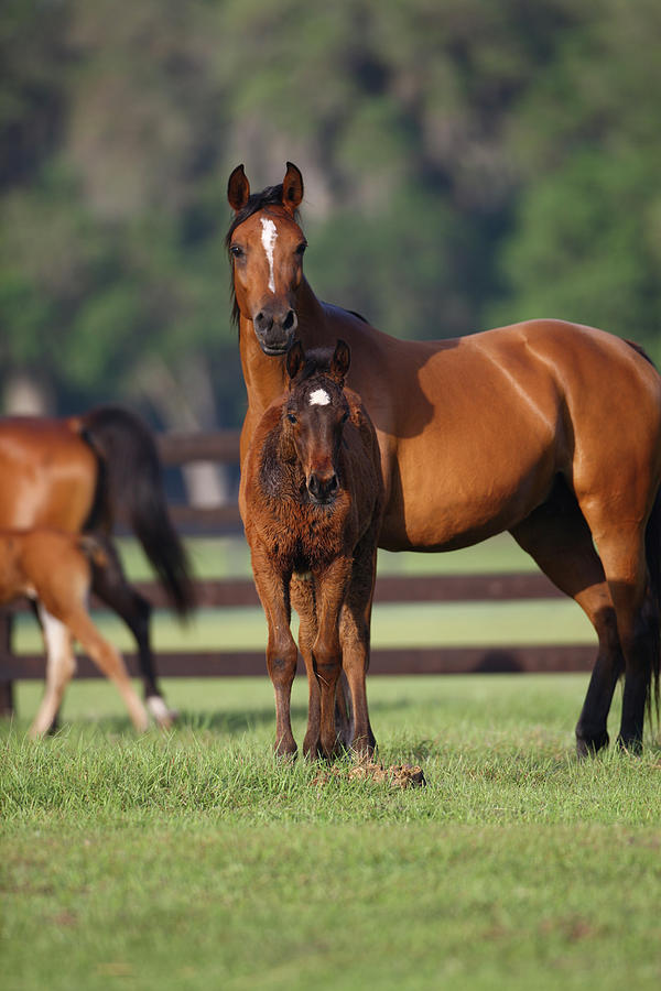 Animal Photograph - Hennessy Arabians 012 by Bob Langrish