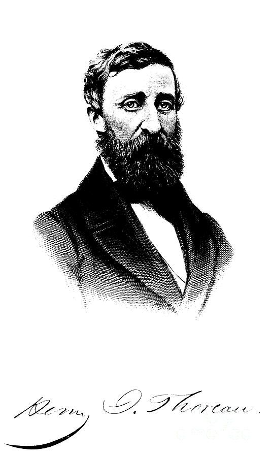 Portrait Drawing - Henry David Thoreau engraving by English School