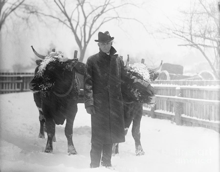 Henry Ford With Prize Oxen In Snow Storm Photograph by Bettmann