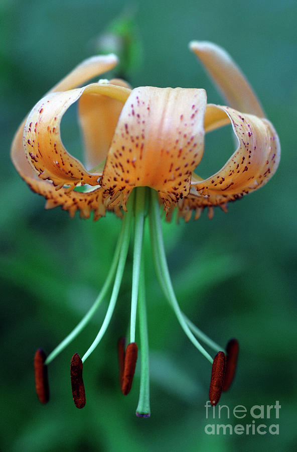 Henrys Lily (lilium Henryi) Photograph by Royal Botanic Garden Edinburgh/science Photo Library