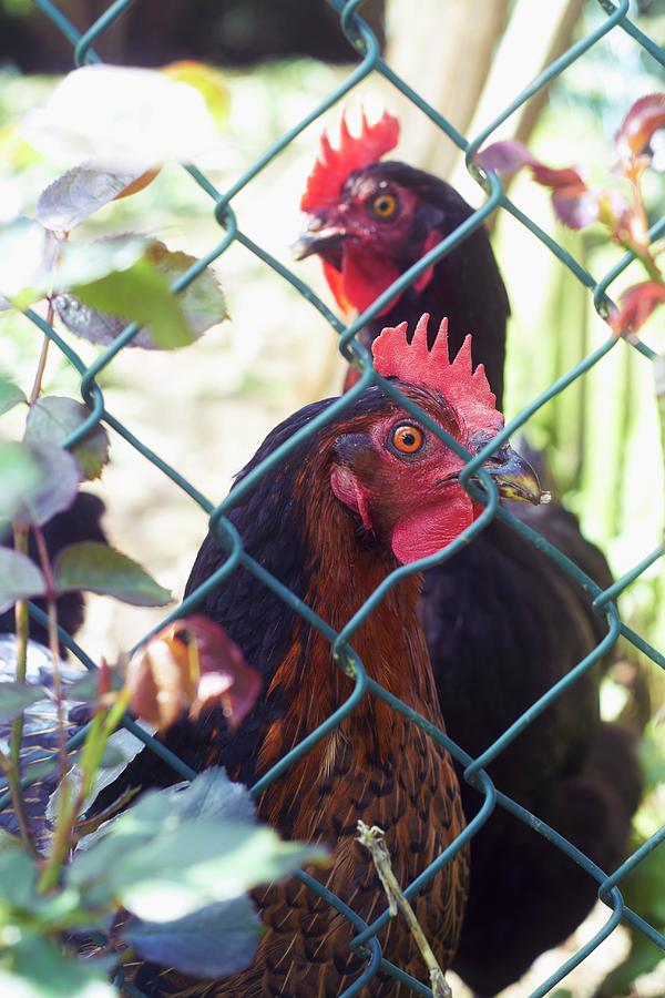 Chicken Photograph - Hens In A Garden Behind A Chain-link Fence by Miriam Rapado