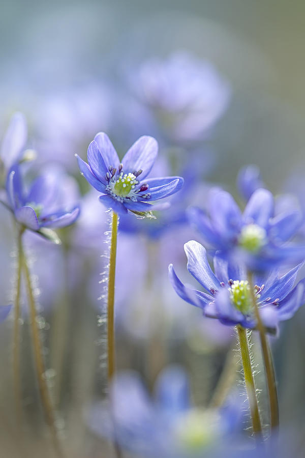 Flower Photograph - Hepatica by Jacky Parker