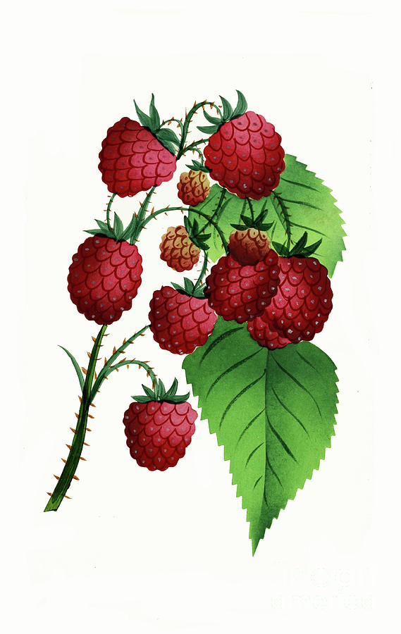 Hepstine Raspberries Hanging From a Branch by Nikki Vig Hepstine Raspberries Hanging From a Branch by Nikki Vig