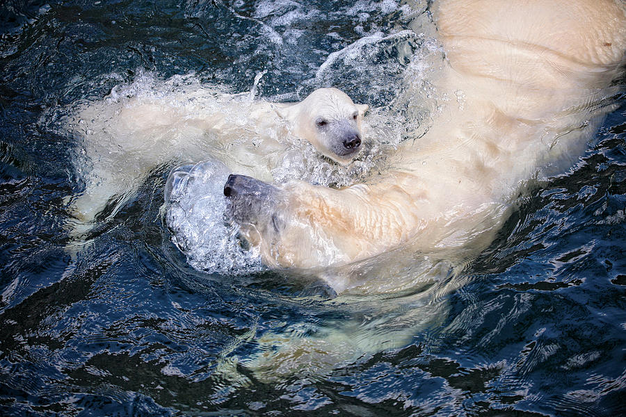 Her Cuteness, Swimming With Mum Photograph by Antje Wenner-braun