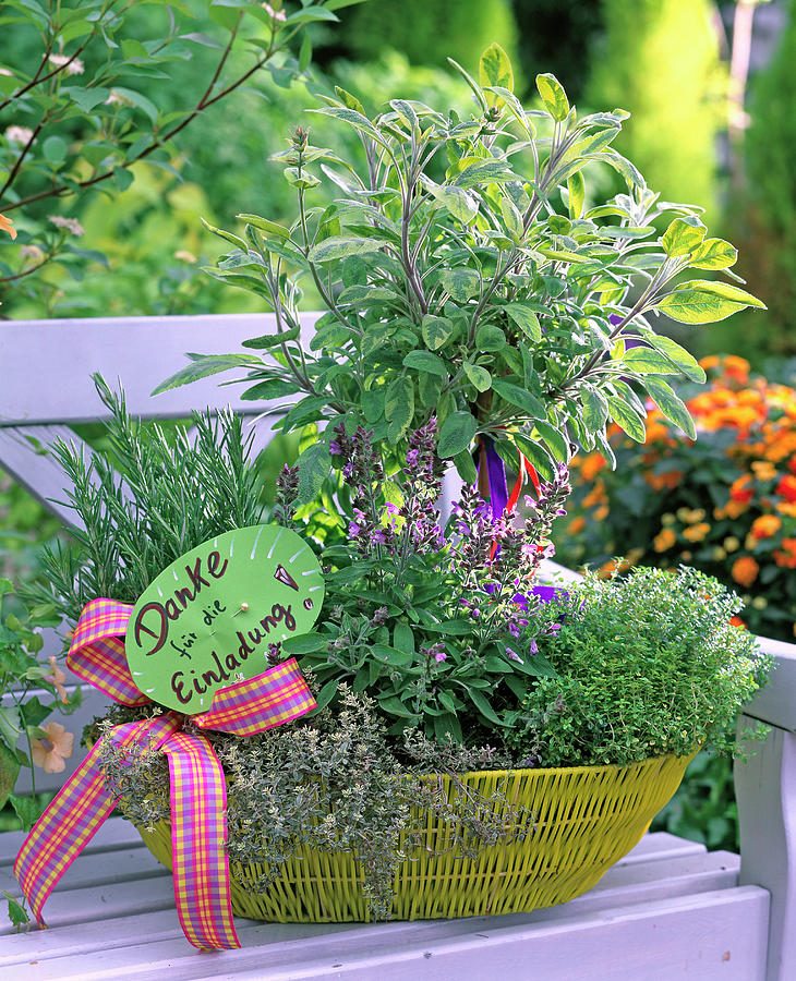 Herb Basket On Bench With Salvia As Trunks, Rosemary Photograph by Friedrich Strauss