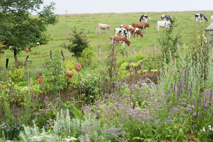 Herb Garden Edged By Bamboo Fence And Ceramic Ornaments; Vegetable Beds With Cows On Sloping Pasture In Background Photograph by Sibylle Pietrek