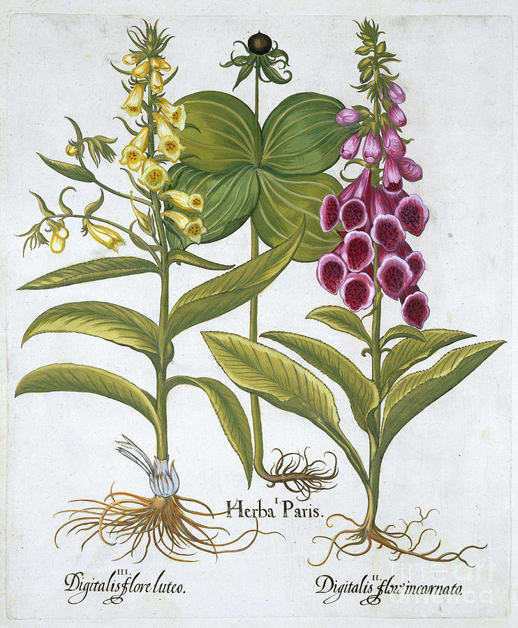 Herb Paris Solanum Quadrifolium Common Drawing by Heritage Images