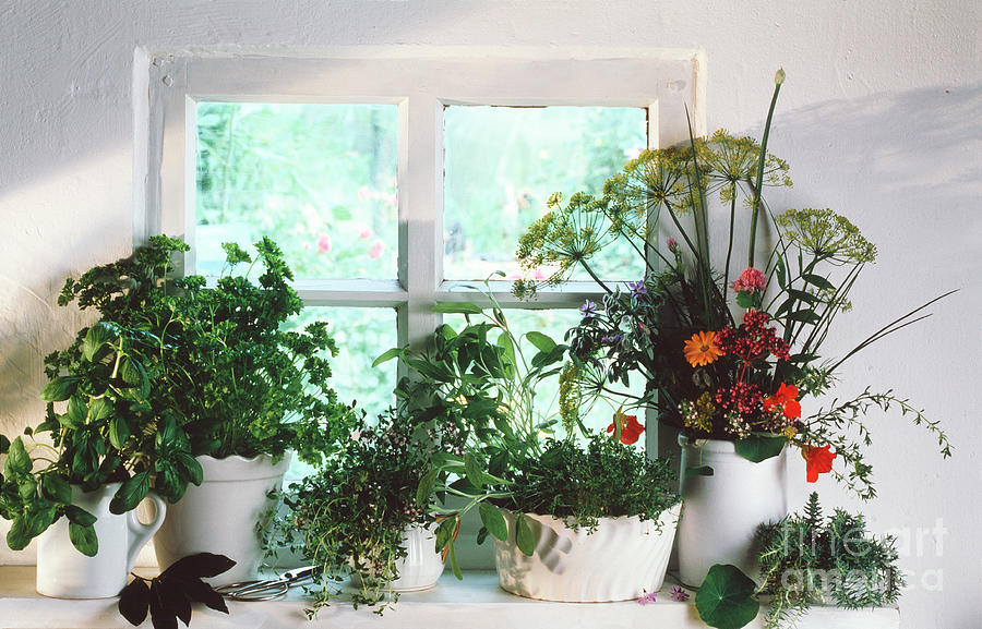 Herb Plants Photograph by Science Photo Library Herb Plants Photograph by Science Photo Library