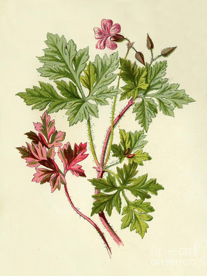 Herb-robert Drawing by Print Collector