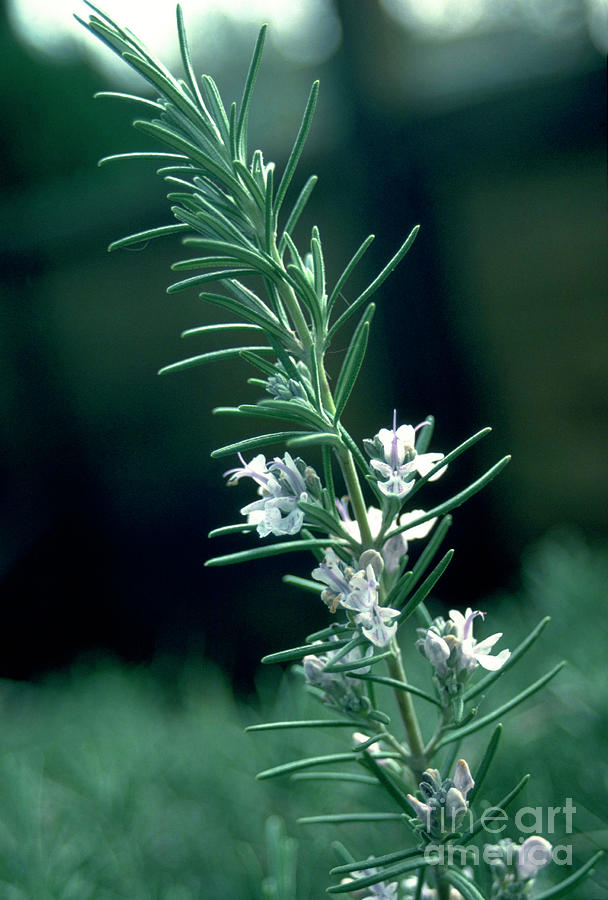 Herb Rosmarinus Officinalis. Photograph by Irene Windridge/science Photo Library