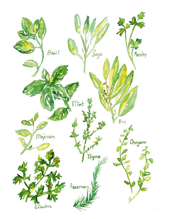 Herb watercolor Painting by Maryna Salagub