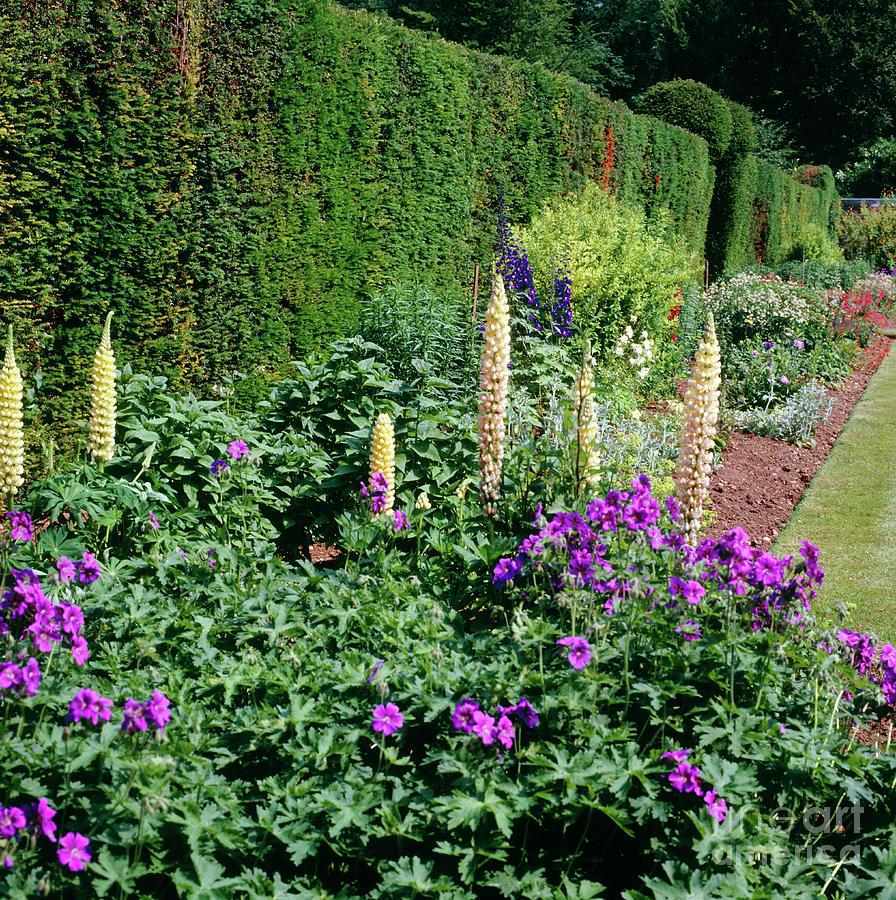 Herbaceous Border Photograph by S Mansell/science Photo Library