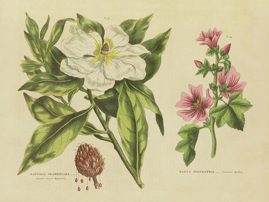 Flower Painting - Herbal Botanical II by Wild Apple Portfolio