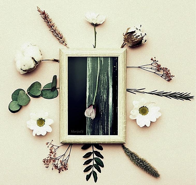 Flower Photograph - Herbarium by Marija Djedovic