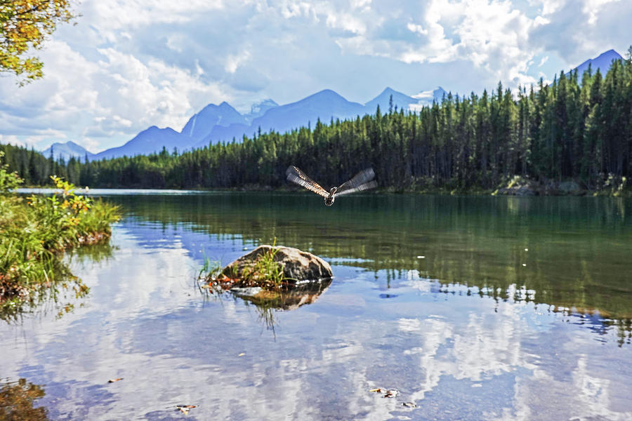 Herbert Lake Dragonfly Banff Canadian Rockies Photograph by Toby McGuire