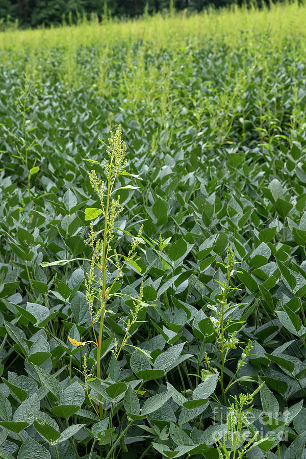 Herbicide-resistant Palmer Amaranth Photograph by Jim West/science Photo Library