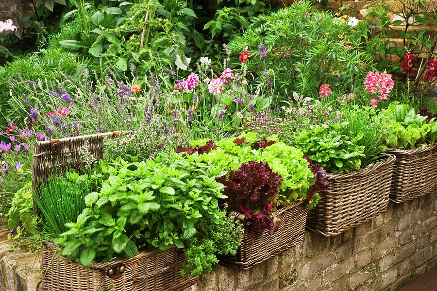 Herbs And Lettuce In Wicker Planters And Various Flowering Plants In Garden Photograph by Linda Burgess