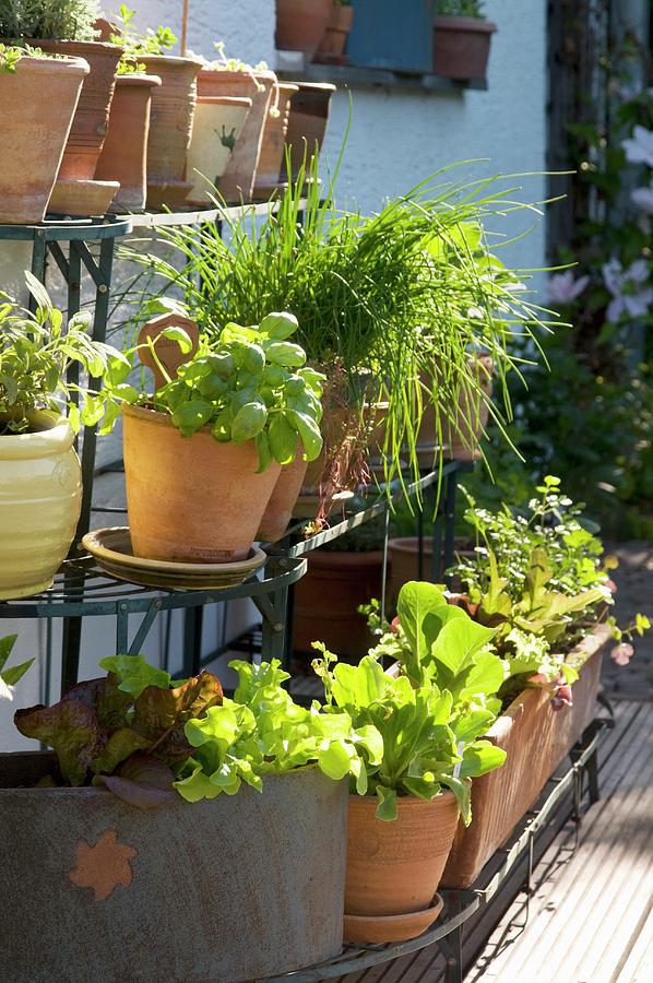 Herbs And Lettuces In Terracotta Pots On Shelving Against House Facade Photograph by Franziska Pietsch