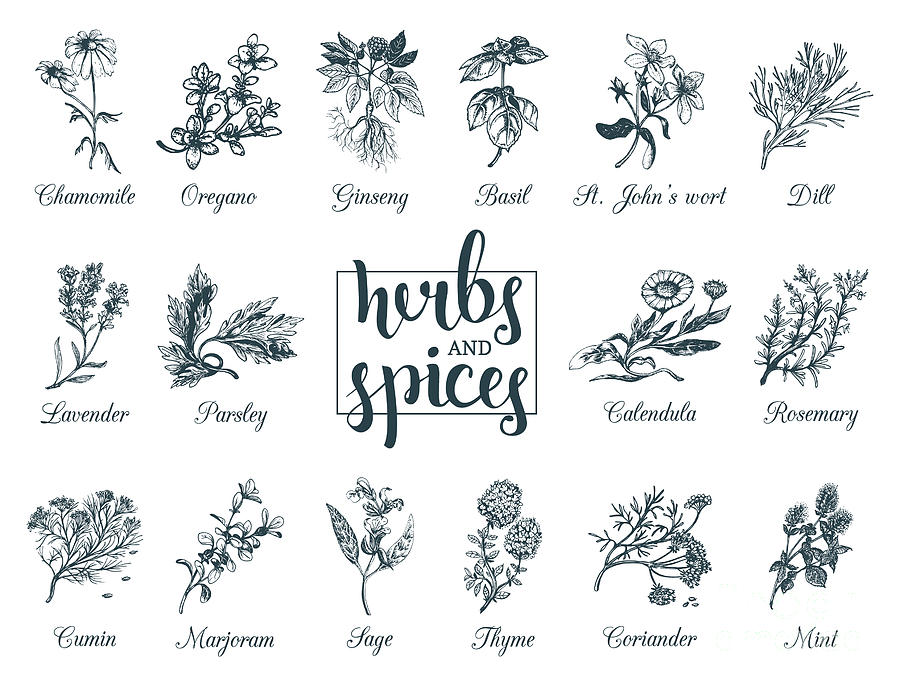Spice Digital Art - Herbs And Spices Set. Hand Drawn by Vlada Young Spice Digital Art - Herbs And Spices Set. Hand Drawn by Vlada Young