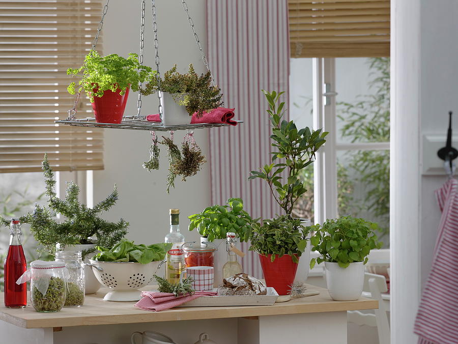 Herbs And Sprouts In The Kitchen Photograph by Friedrich Strauss