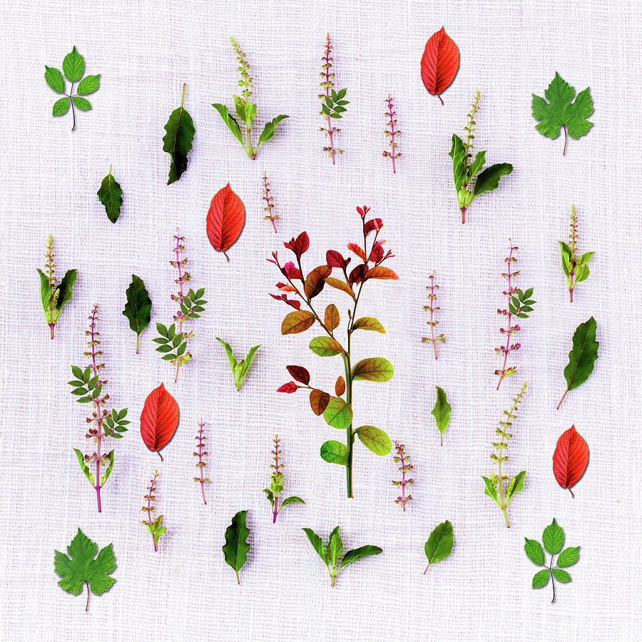 Herbs Mixed Media - Herbs by Ata Alishahi