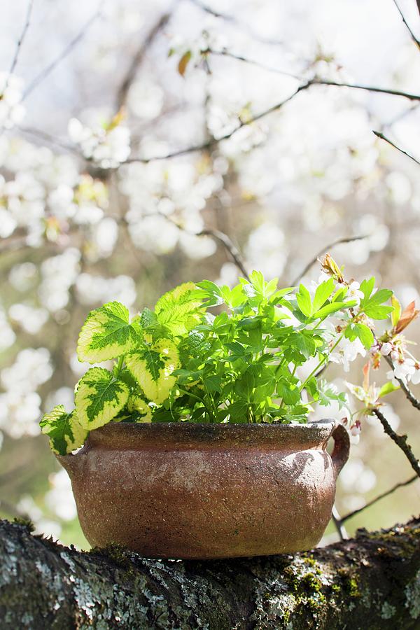 Herbs Growing In Ceramic Pot Photograph by Sabine Lscher