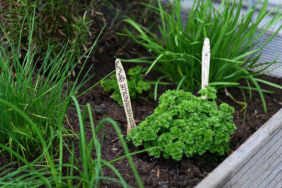 Herbs In Herb Garden With Labels Made From Disposable Wooden Cutlery Photograph by Patsy&ulla
