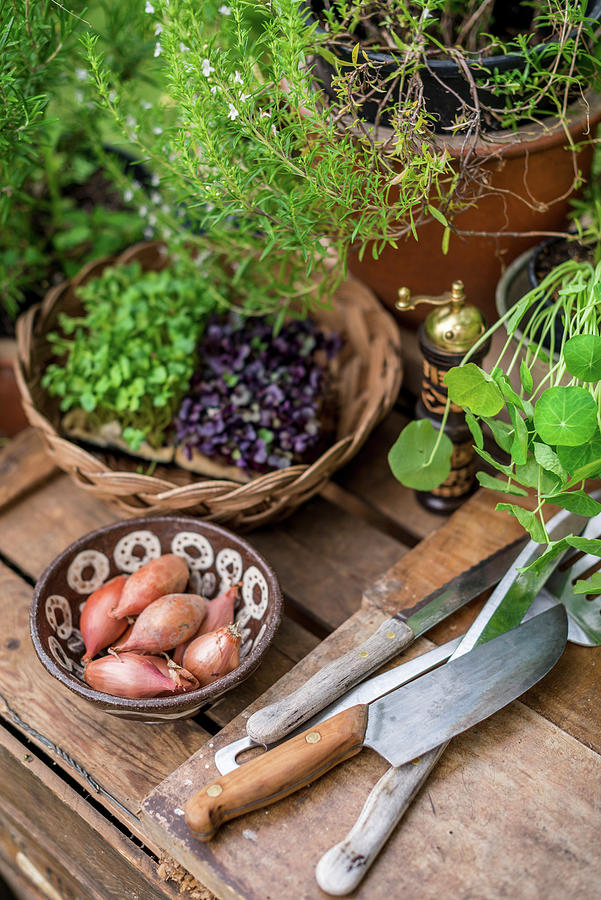 Herbs, Onions And Utensils On A Wooden Board In A Garden Kitchen Photograph by Sebastian Schollmeyer