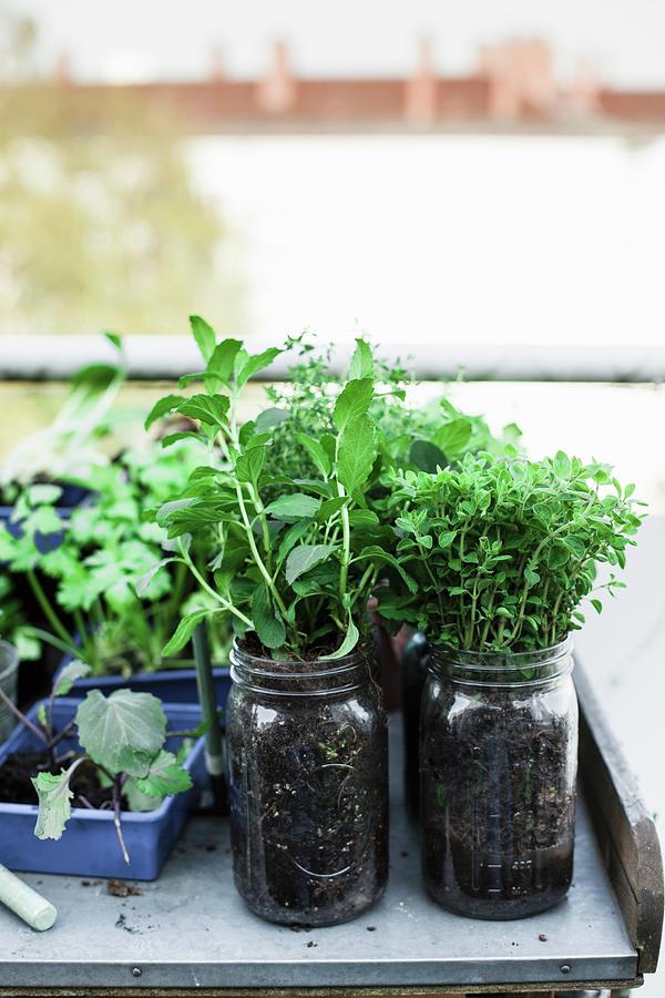 Herbs Planted In Mason Jars On Potting Bench Photograph by Eising Studio - Food Photo & Video