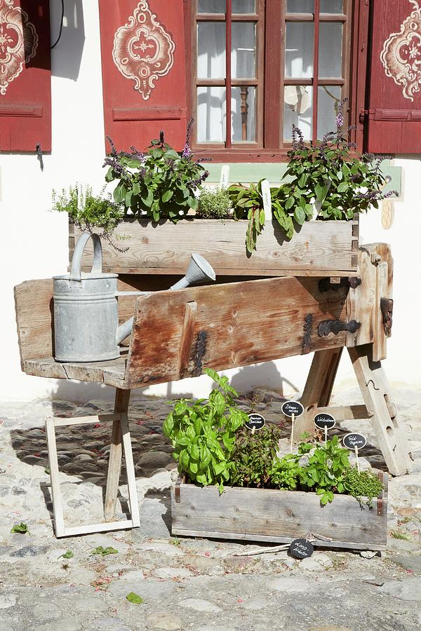 Herbs Planted In Wooden Crates Photograph by Heidi Frhlich