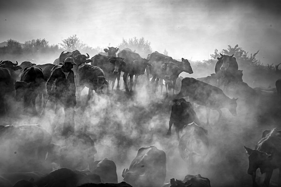 Beef Photograph - Herd And Herder by Zhd Bilgin