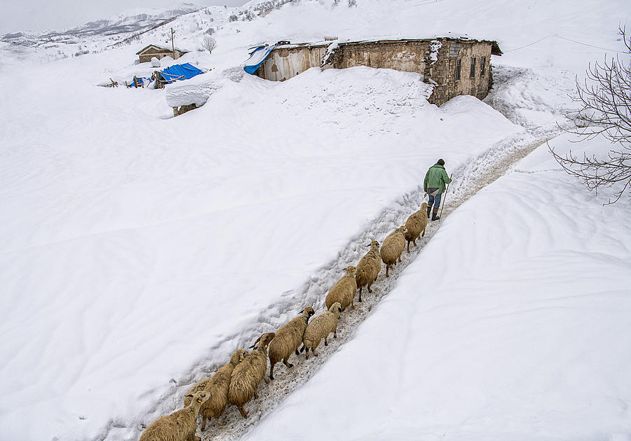 Herd And Shepherd Photograph by Fethi Turgut