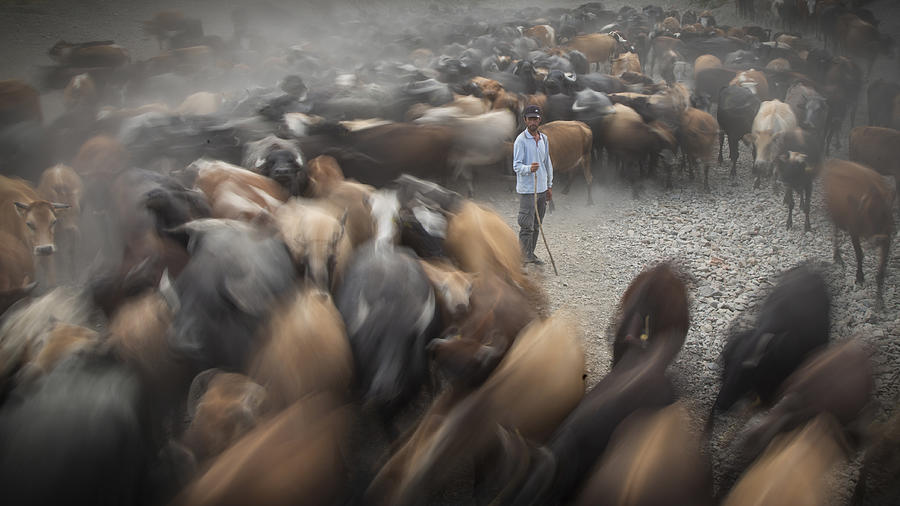 Herd And Shepherd Photograph by Zhd Bilgin