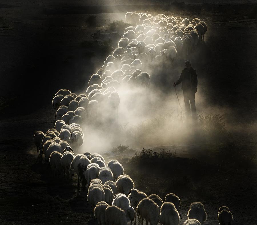 Herd Photograph by Durmusceylan