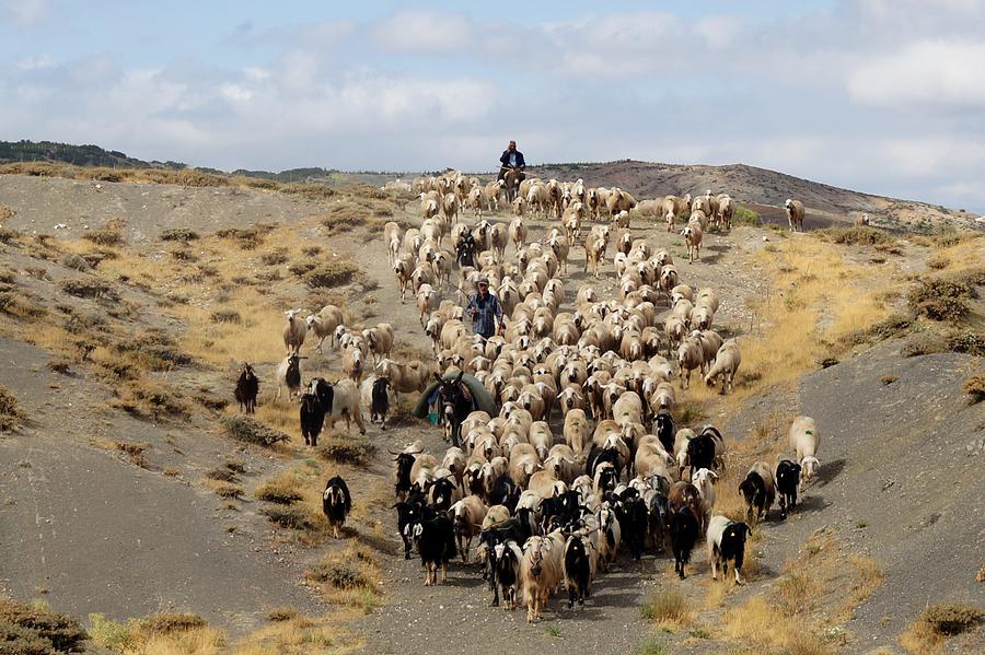 Herd-golbasi-ankara Photograph by Hilmiayhan