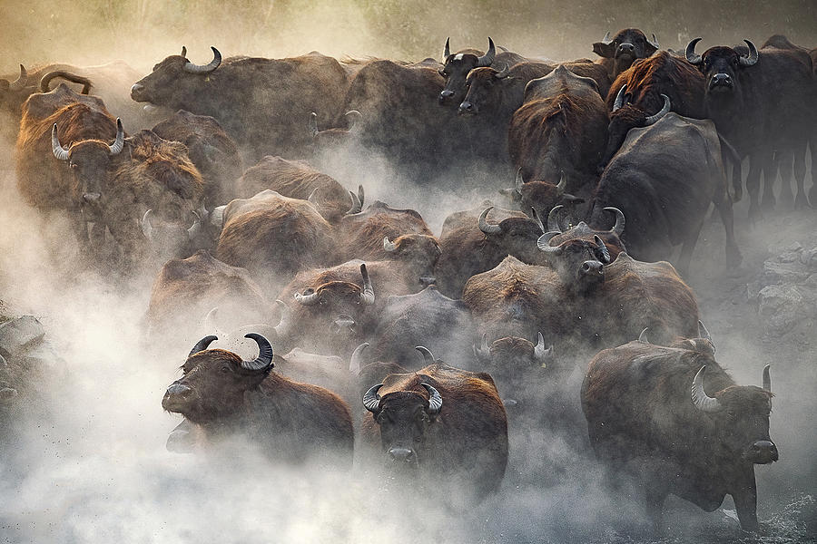 Cow Photograph - Herd by Hseyin Ta?k?n