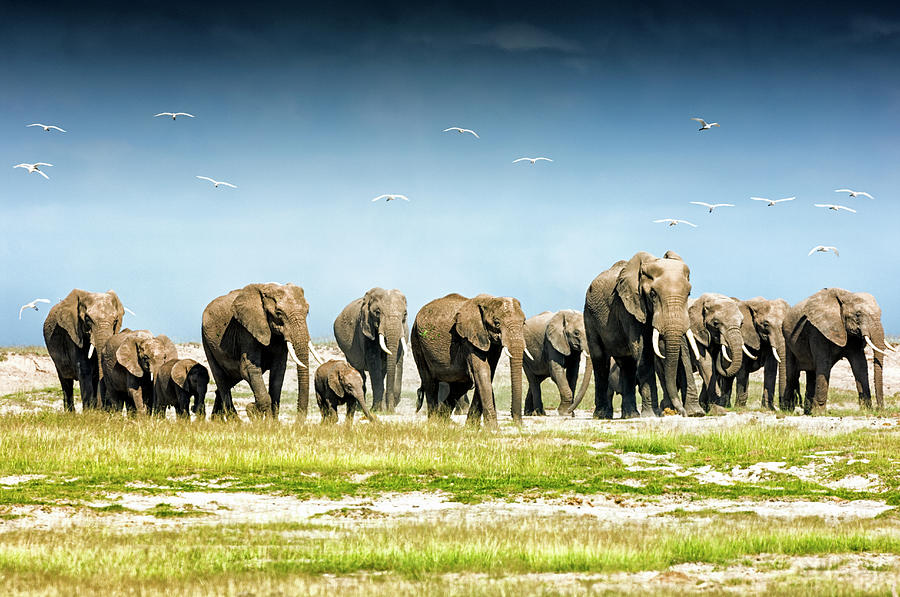 Herd Of African Elephants, Amboseli Photograph by Mike Hill