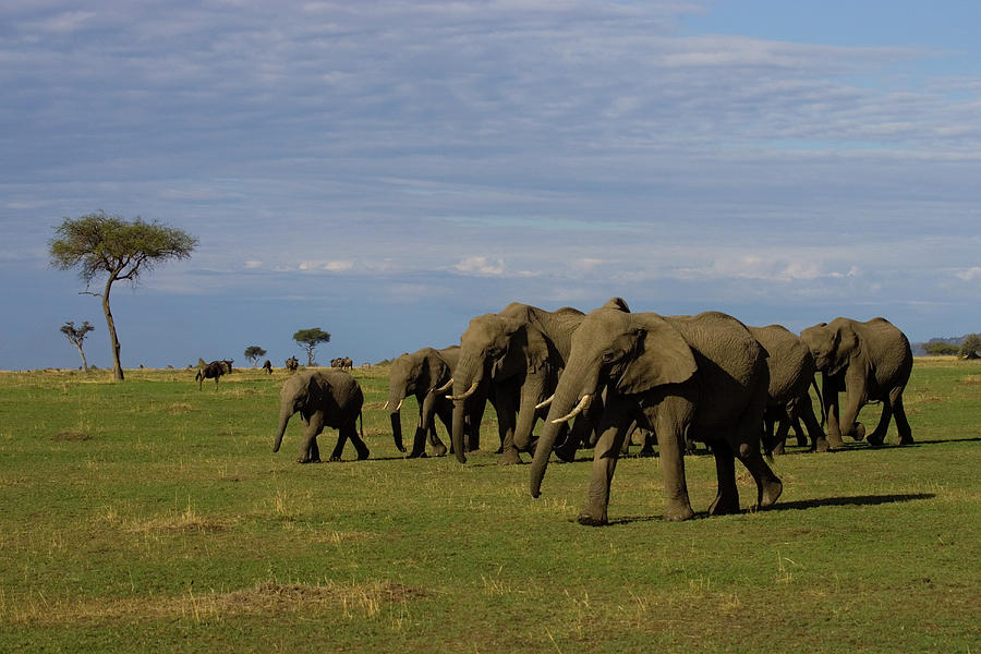 Herd Of African Elephants At Maasai Photograph by Darrell Gulin