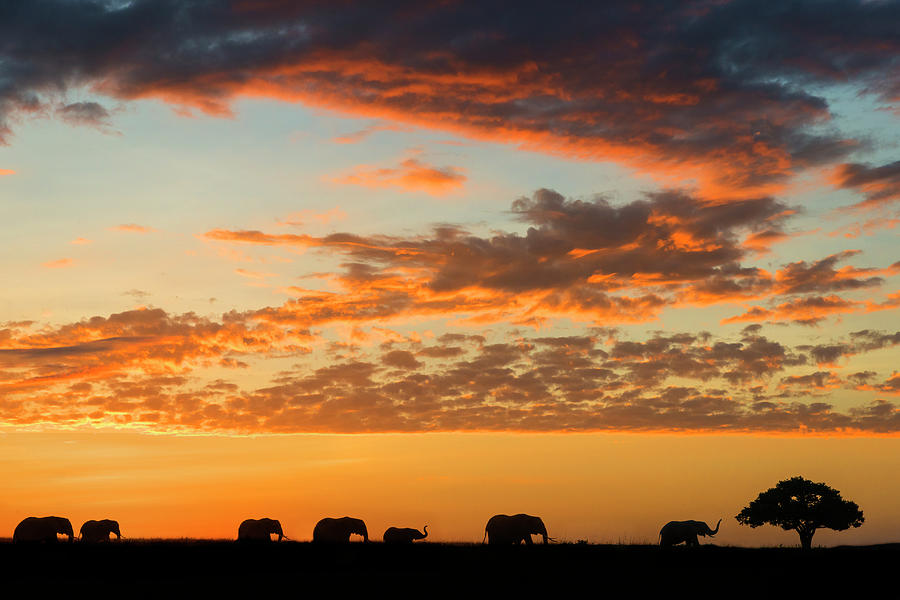 Herd Of African Elephants At Sunrise Photograph by Mike Hill