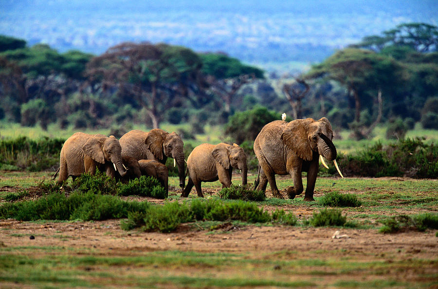 Herd Of African Elephants Loxodonta Photograph by Art Wolfe