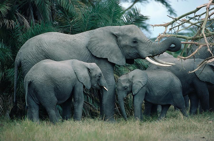 Nature Digital Art - Herd Of African Elephants by Willi Dolder