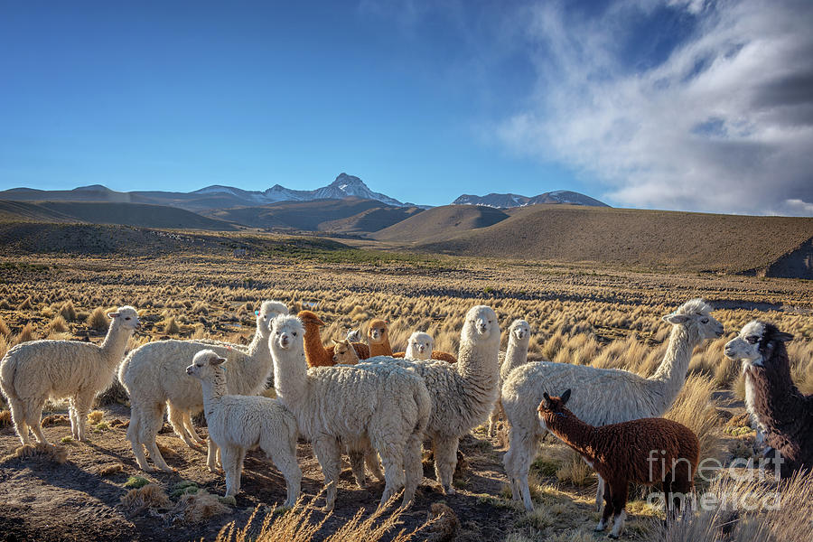 Wildlife Photograph - Herd of Alpacas, Bolivia by Delphimages Photo Creations