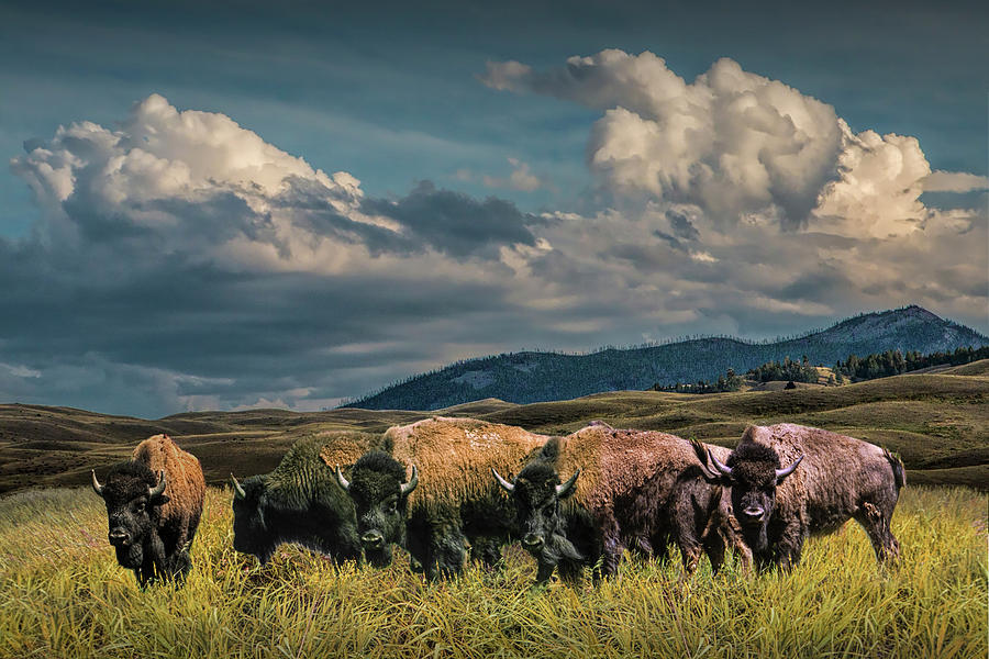 Herd of American Buffalo Bison grazing in Yellowstone Photograph by Randall Nyhof