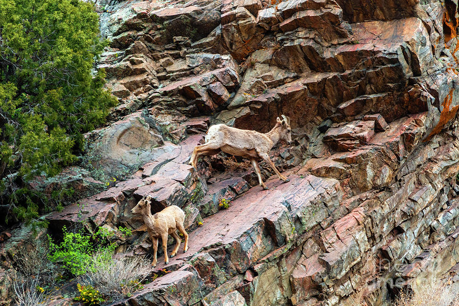 Herd of Bighorn Sheep at Play Photograph by Steven Krull