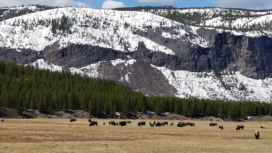 Herd Of Bison Photograph