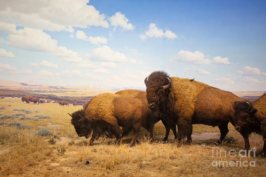 Big Photograph - Herd Of Bison by Pricem Big Photograph - Herd Of Bison by Pricem