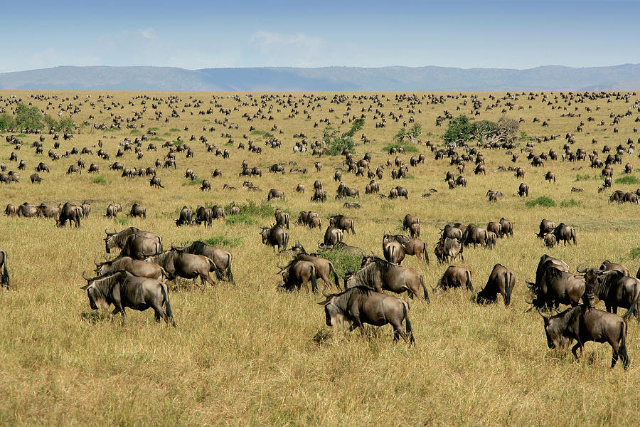 Herd Of Blue Wildebeest Connochaetes Photograph by Michael Poliza