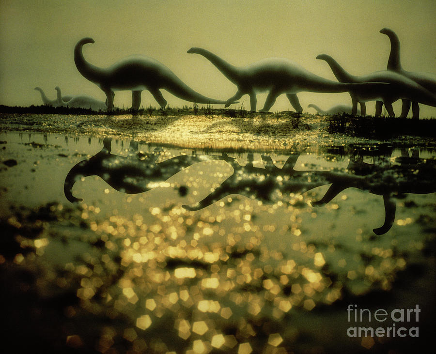 Herd of Brontosaurus Photograph by Warren Photographic